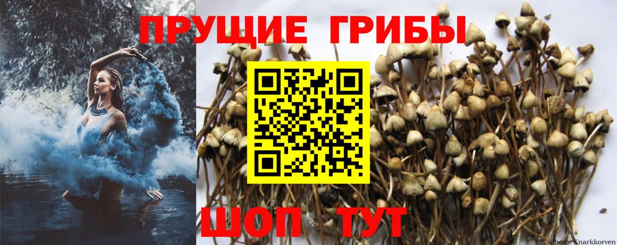Галлюциногенные грибы Magic Shrooms Алексеевка